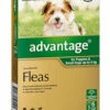 Bayer Advantage Up To 4kg Green 6's -Bayer Shop 9310160505522 44461.1668538386