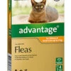Bayer Advantage Cat Up To 4kg Orange 4's -Bayer Shop 9310160657787 14204.1668538352