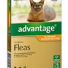 Bayer Advantage Cat Up To 4kg Orange 6's -Bayer Shop 9310160805614 42057.1668538354