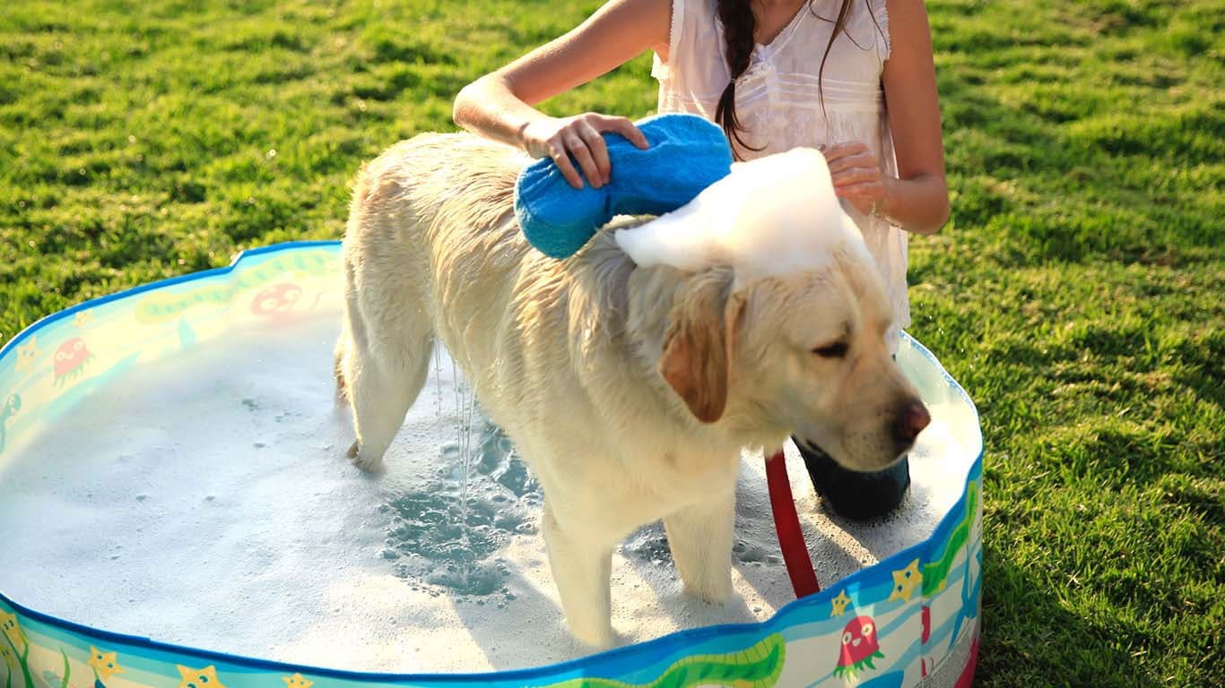 Bayer Shop 10 Bayer Shop -Bayer Shop HP PCC lg dog routine care hero